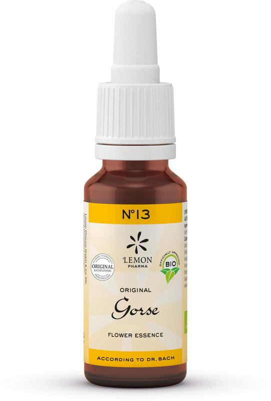 Bach Bloesem Gorse herbal remedy in a 20ml bottle, part of Bach Bloesem Kruidenpreparaten, with a close-up of the product label.