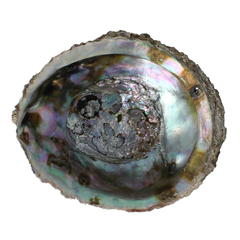 Alchemia Abalone shell, a spiritual healing tool, showcasing iridescent, natural shell with smooth, curved surface and oceanic colors.