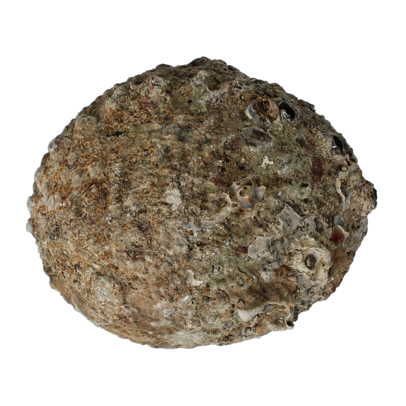 Alchemia Abalone shell, a natural spiritual gemstone, featuring iridescent colors and smooth, curved shape for meditation or decoration.